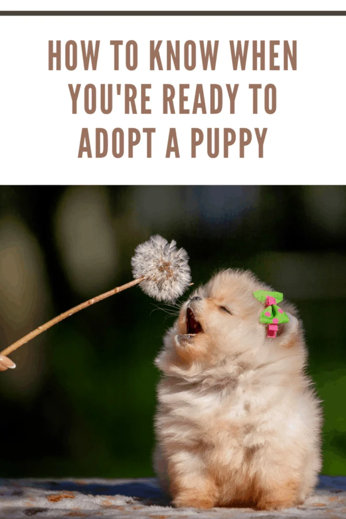 pomerianian puppy sniffing dandelion