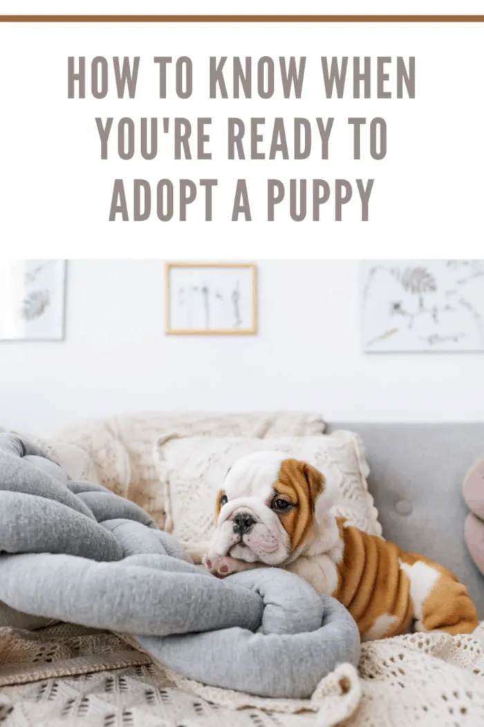 bulldog puppy lying on pillow