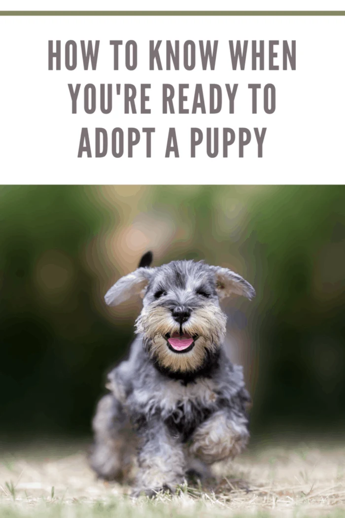 miniature puppy schnauzer at play