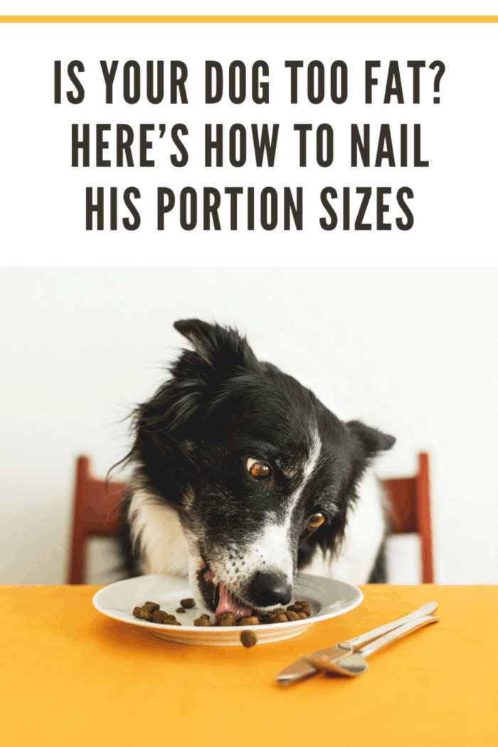 black and white dog eating kibble at table