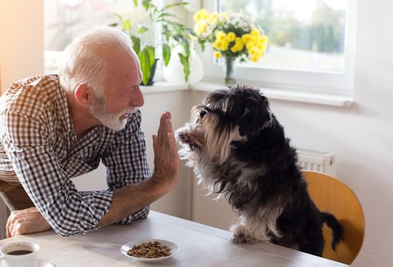 dog high fiving owner at table