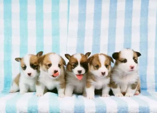puppies in a row