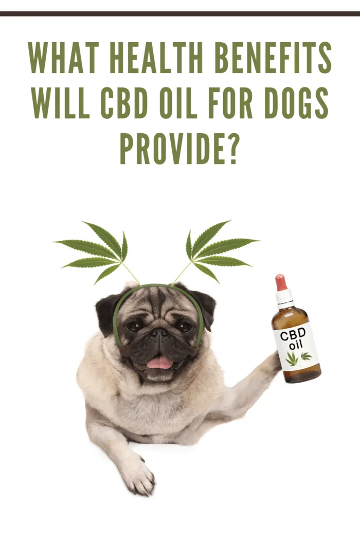 pug holding a bottle of CBD Oil for Dogs with hemp leaf antenna on head