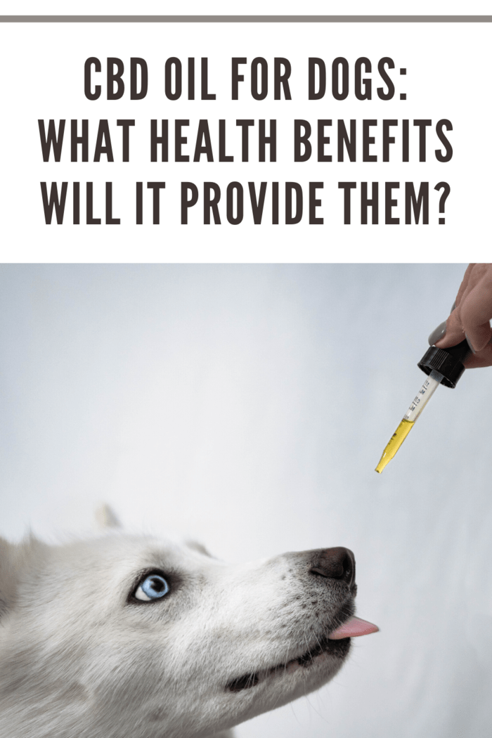 CBD Oil For Dogs_ What Health Benefits Will It Provide Them_