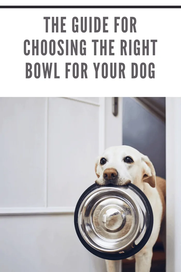 choosing the right dog bowl