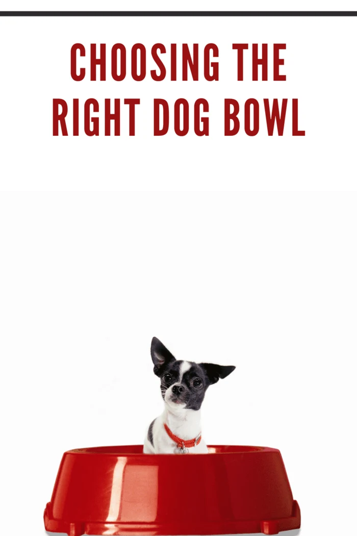 tiny chihuaua dog in giant red dog bowl