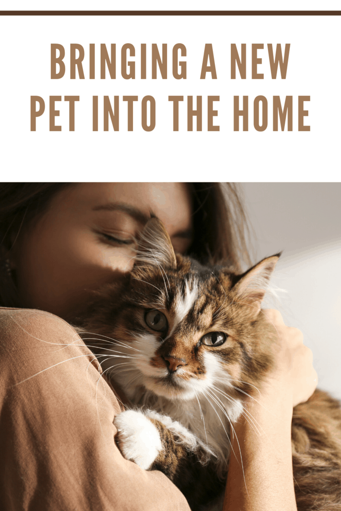 woman bringing a new pet into the home snuggling a cat