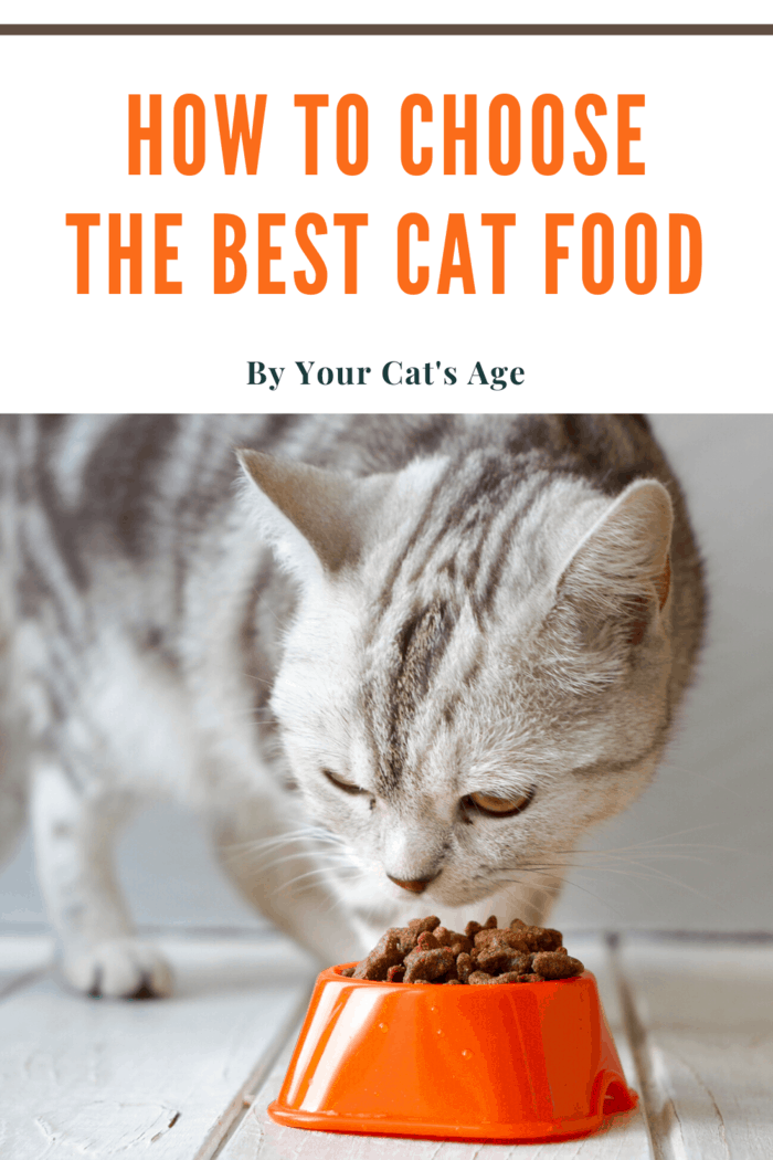 white cat with black stripes eating best cat food for its age