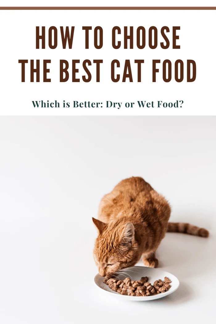 orange tabby cat eating wet cat food