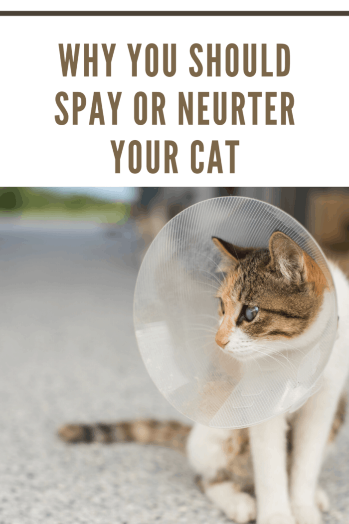 What are the Side Effects of Neutering a Cat? • Mommy's Memorandum