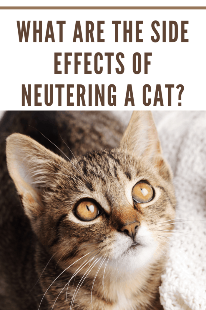 What Are The Side Effects Of Neutering A Cat • Mommys Memorandum
