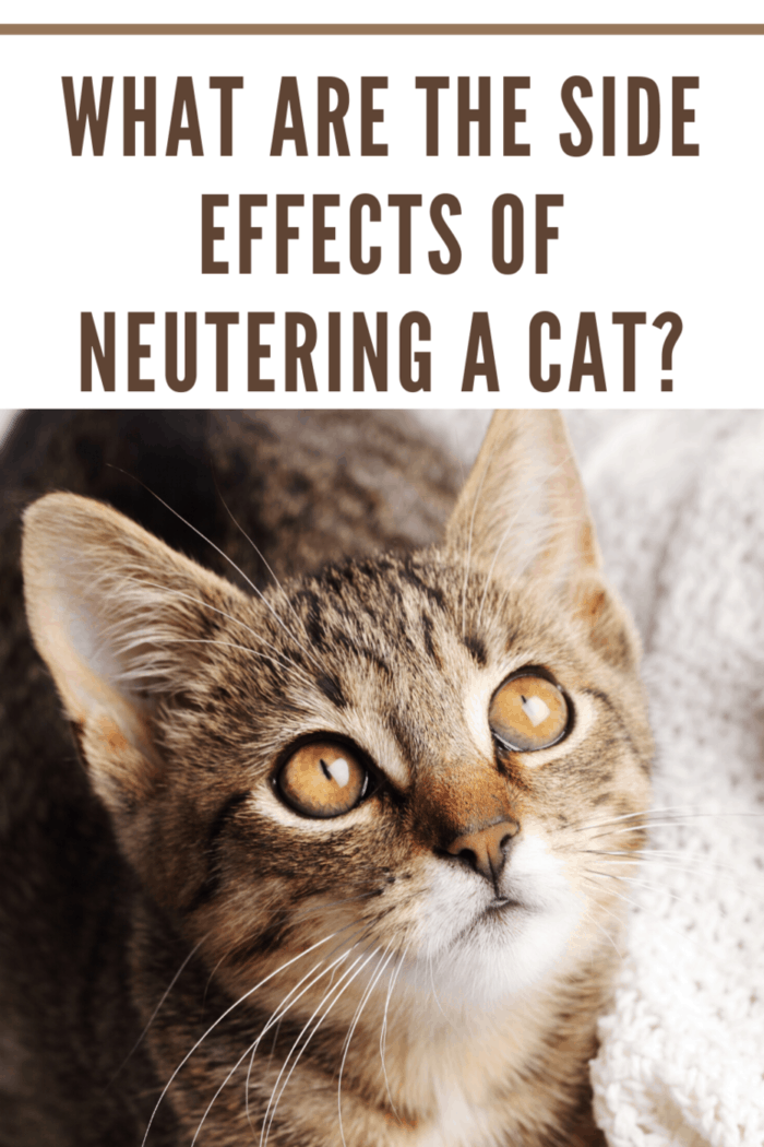 What are the Side Effects of Neutering a Cat? • Mommy's Memorandum