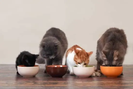 black kitten, large gray cat, small white and brown cat and large maine cook all eating cat food from bowls