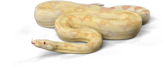 albino boa constrictor