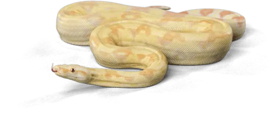 albino boa constrictor