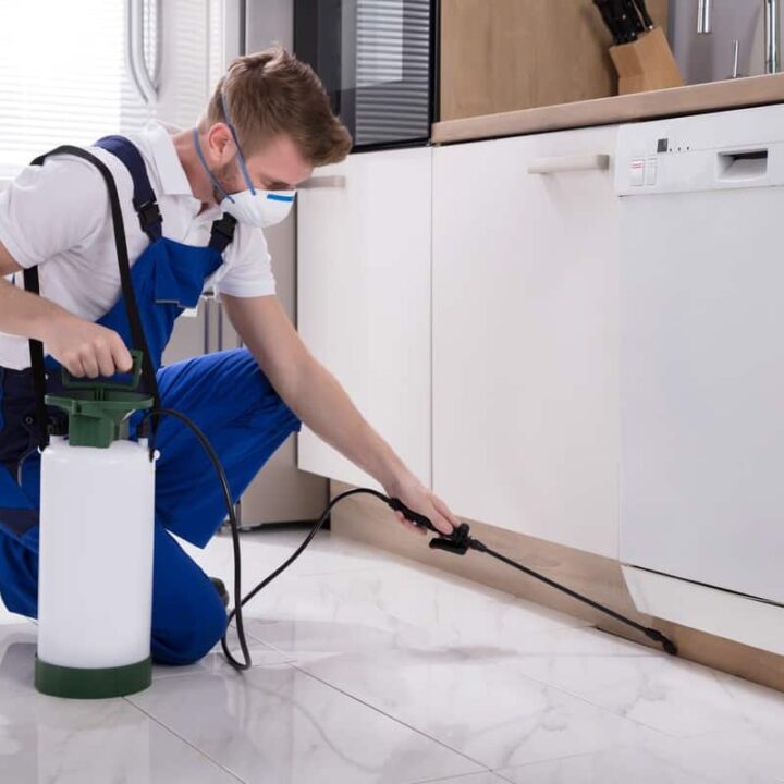 Is Pest Control Worth It? The Top 8 Benefits of Hiring a Pro