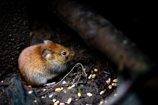mouse, a pest, eating underneath a house