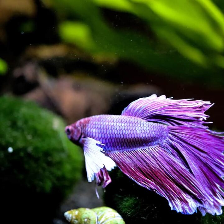 purple beta fish swimming in aquarium
