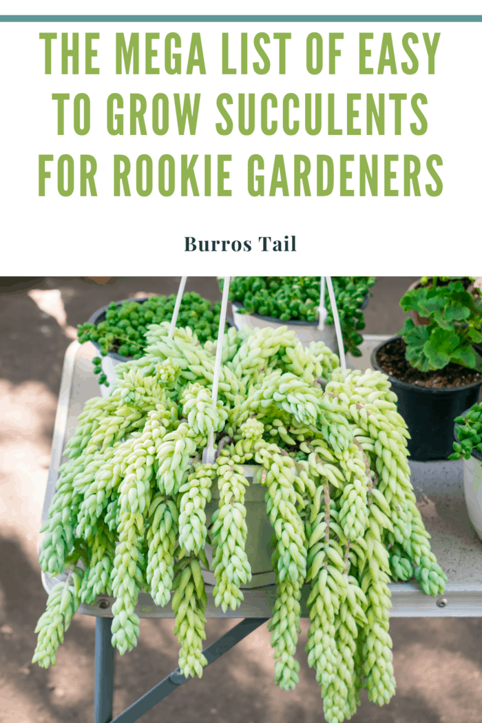 burros tail succulent in hanging basket