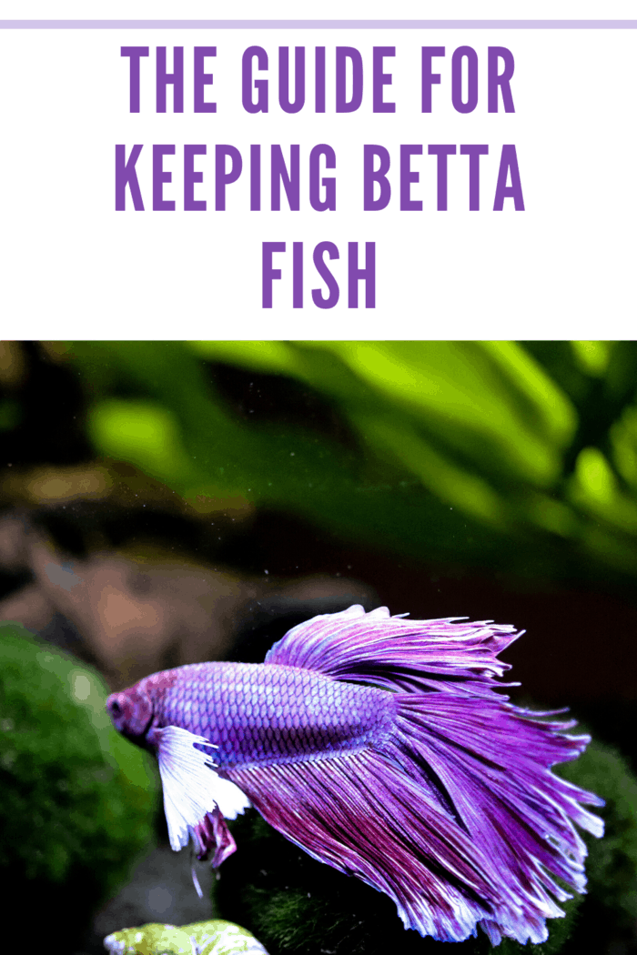 purple beta fish swimming in aquarium
