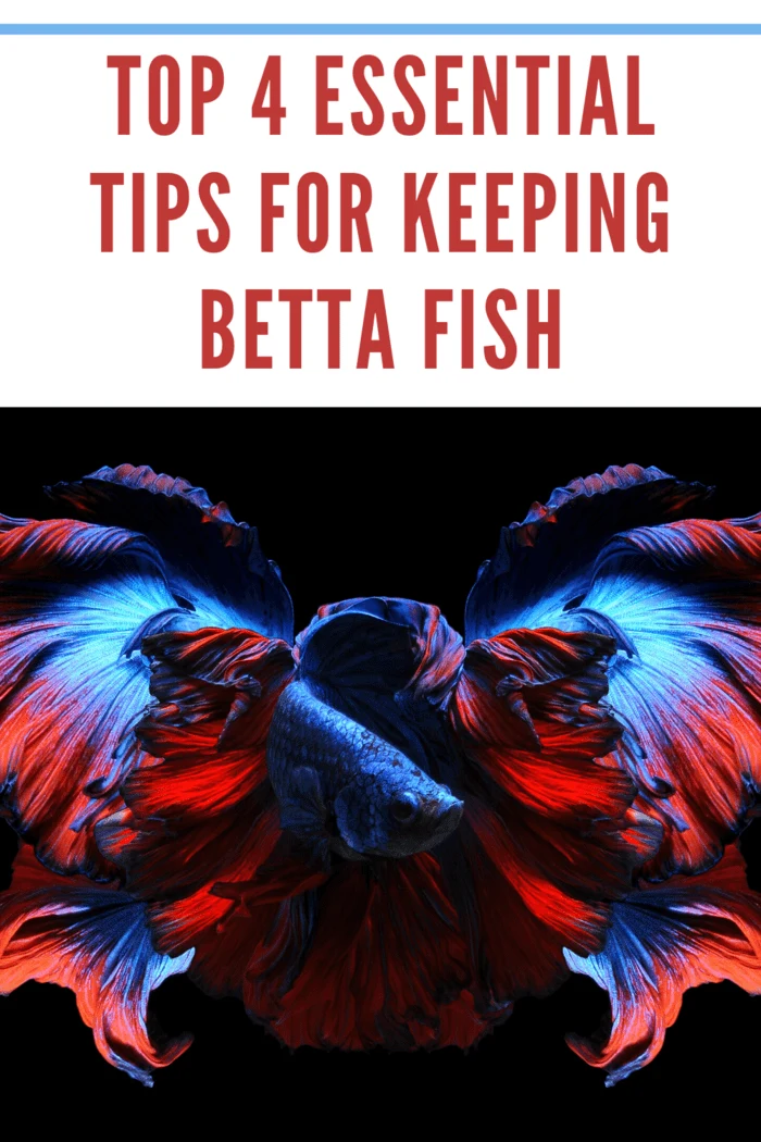 red and blue bettafish with fins fanned out 