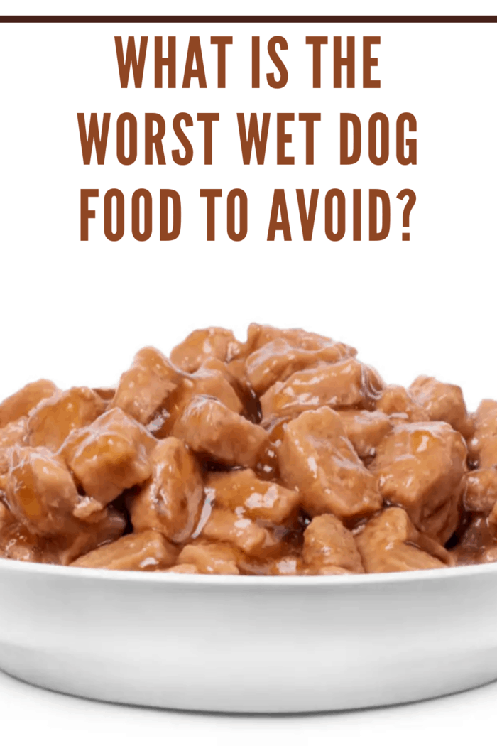 wet dog food in bowl