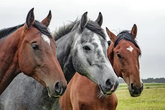 3 horses together in field