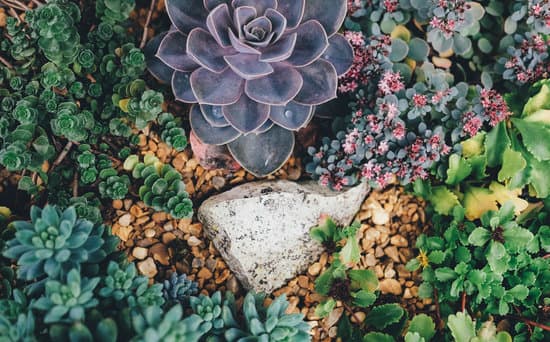 succulents you can grow at home