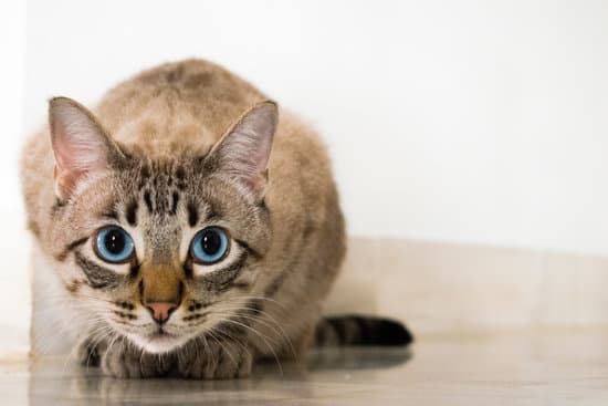 cat with blue eyes crouched down looking directly at camera as if ready to pounce