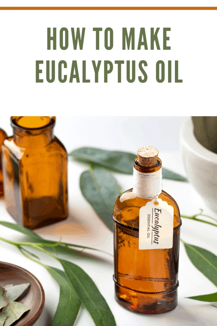 Bottles of homemade eucalyptus essential oil with fresh eucalyptus leaves on a white surface.