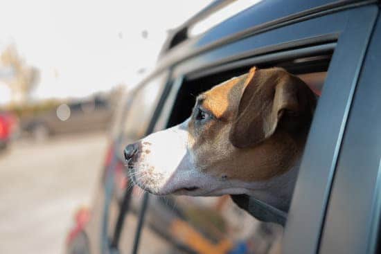 Dog look out of a car window. Leaving pets alone in the vehicle: a puppy waiting for the owner on the backseat of a car