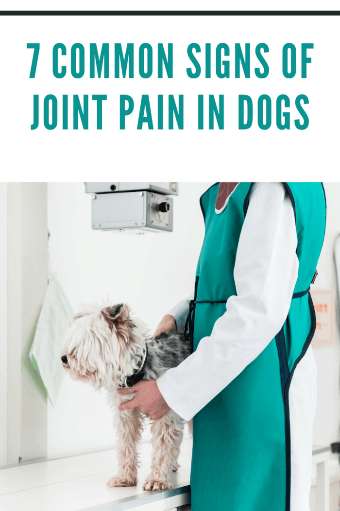 dog at vet being checked for joint pain