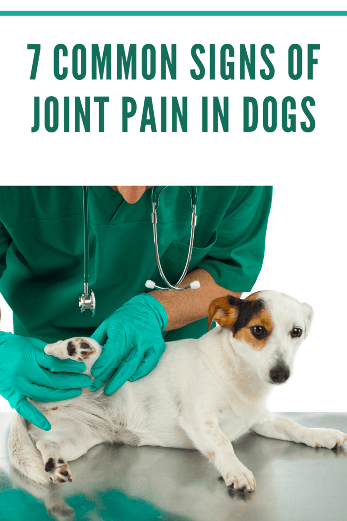 Veterinarian examines the dog's hip on white background