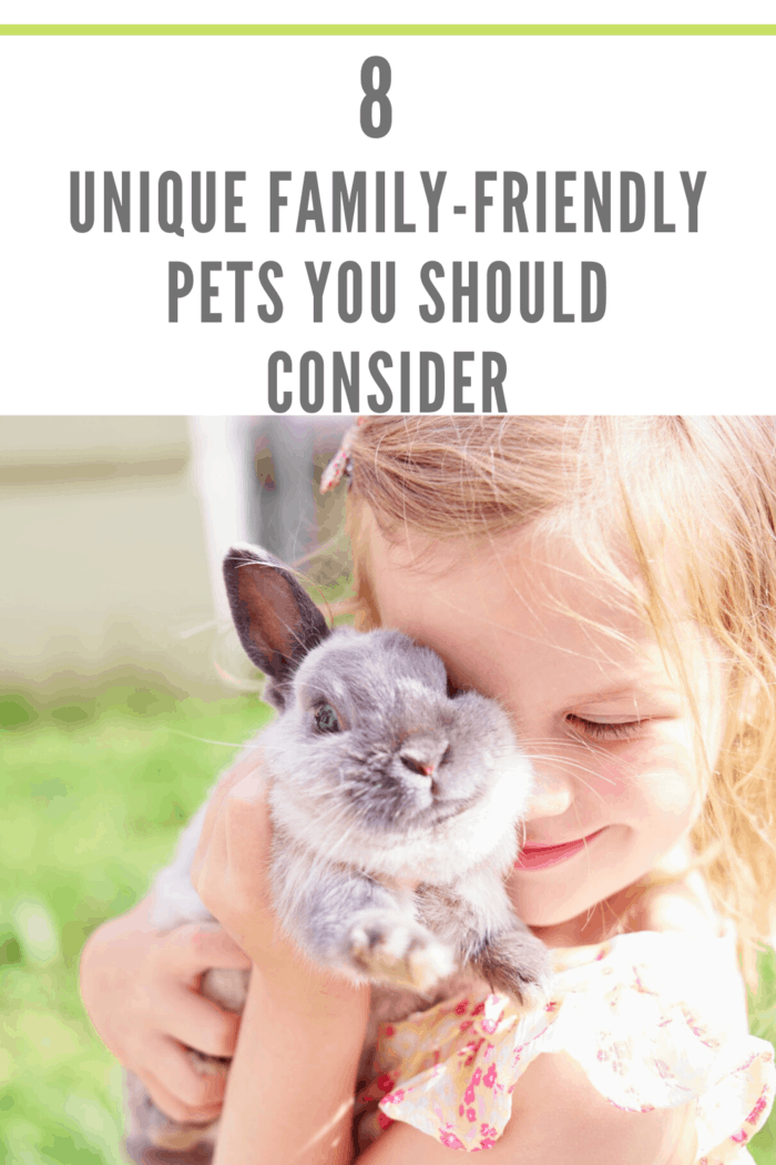 little girl holding rabbit