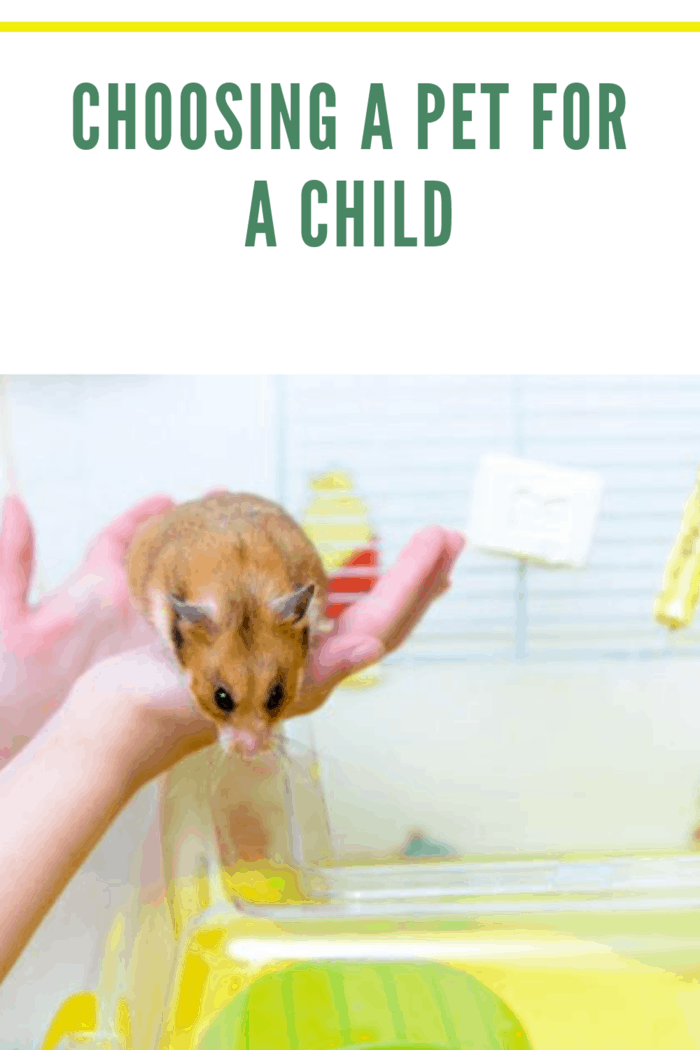 Red tame hamster in the hands of child @lusyaya / Freepik