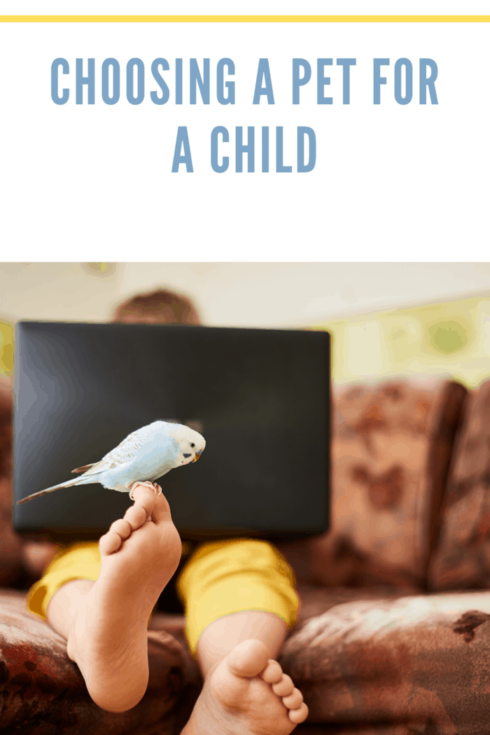 A blue budgie is sitting on the leg of a teenager who studies at home or plays on a laptop during quarantine of a coronavirus infection @kutanya / Freepik