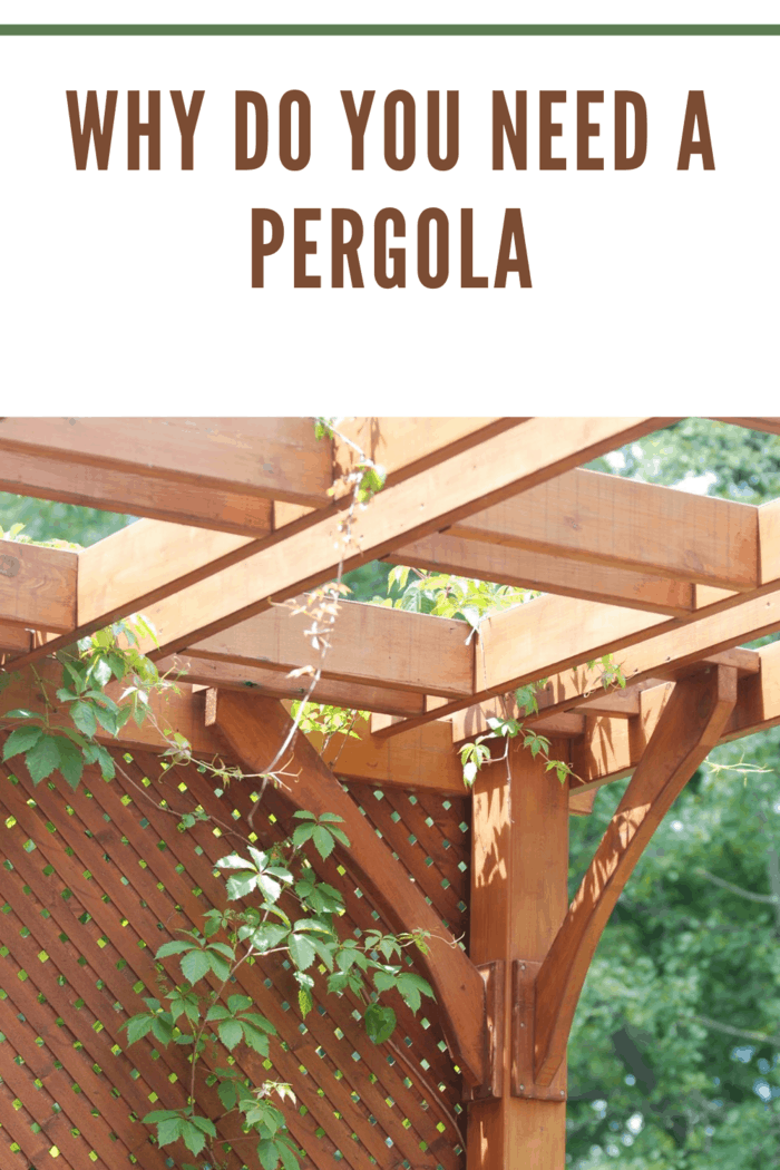 pergola up close with vines wrapping around it