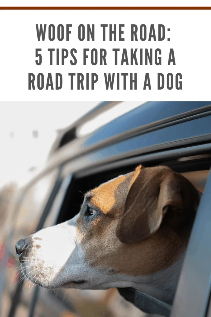 Dog look out of a car window. Leaving pets alone in the vehicle: a puppy waiting for the owner on the backseat of a car