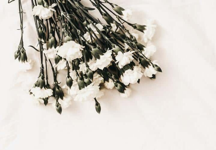 white flowers resting on a table