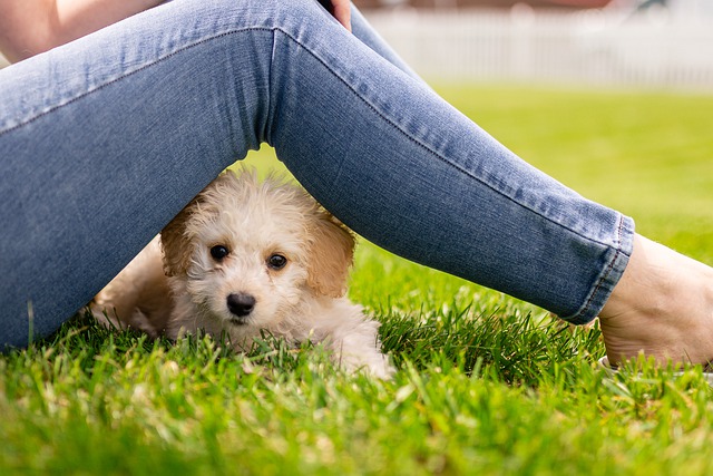 small white puppy under legs in jeans