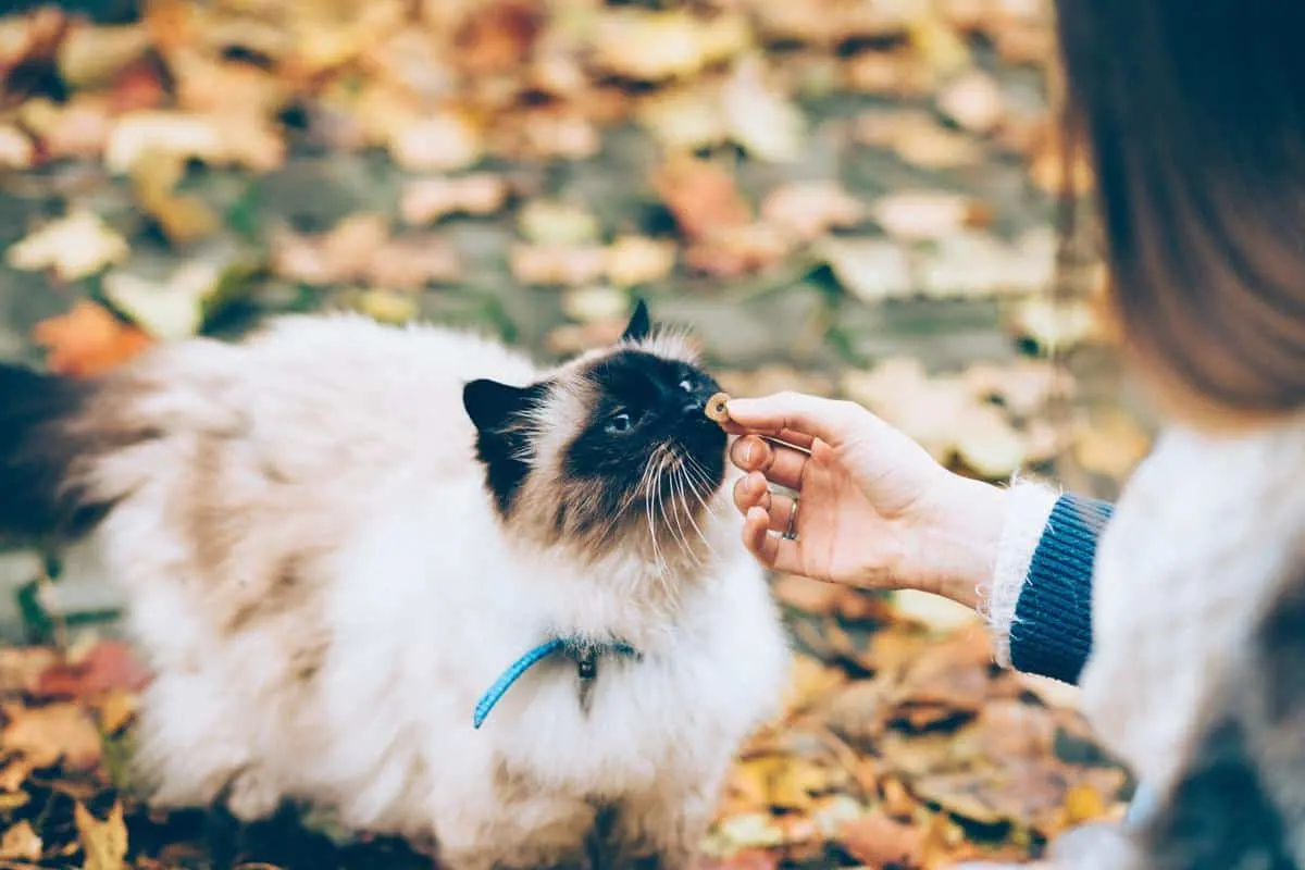 woman petting himalayna cat in fall leaves