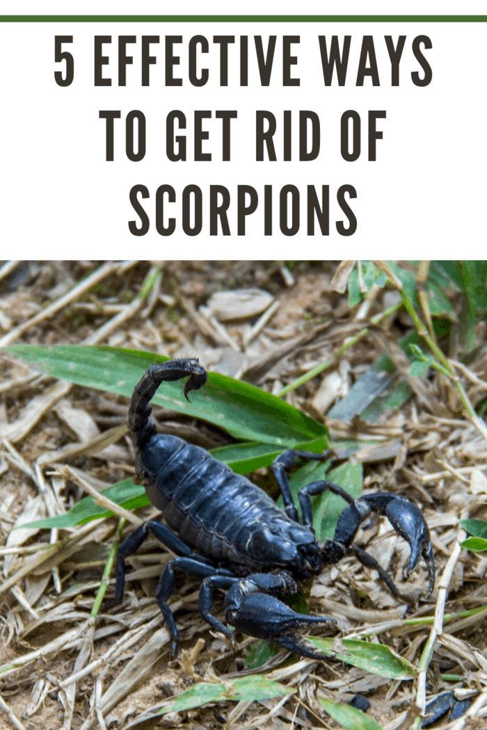 An Asian Forest Scorpion (Black Scorpion, Heterometrus longimanus) on the grounds of the Preah Khan Temple in the Angkor Wat complex.