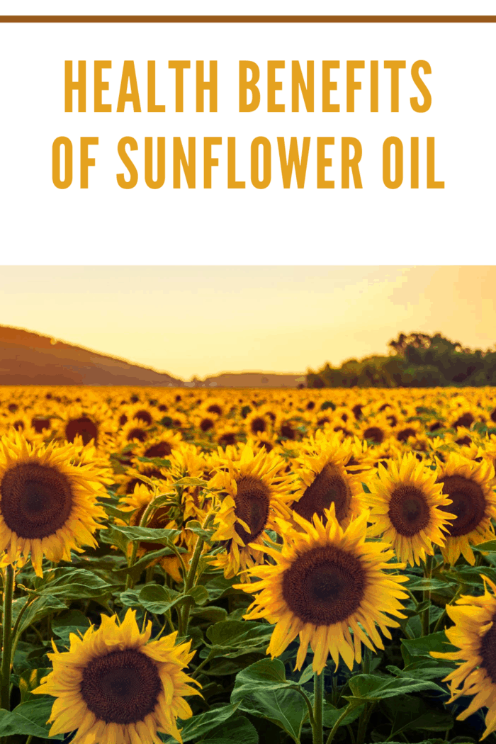 Sunflower Field in Sunny Summer Day