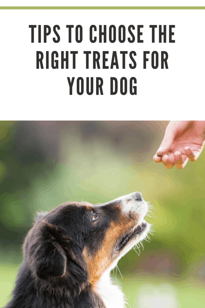 Australian Shepherd dog happily receiving a healthy treat from a girl's hand.