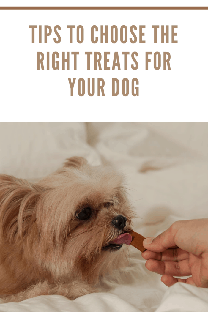dog eating treat from human hand
