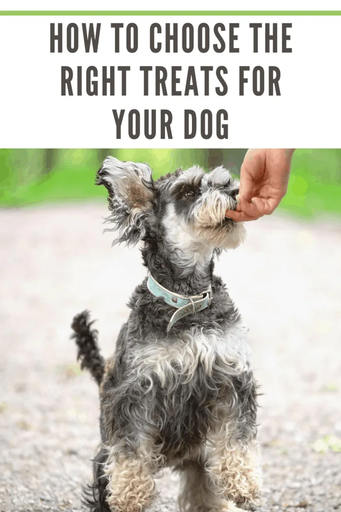 Schnauzer dog eagerly getting a treat from a human hand, showcasing healthy dog treat choices.