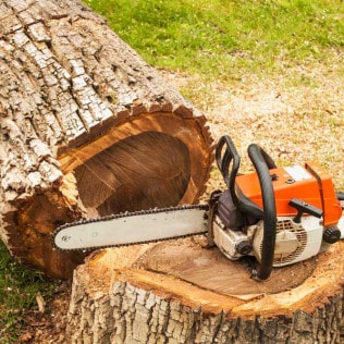 Professional chainsaw is on walnut tree. Gasoline saw on the felled tree