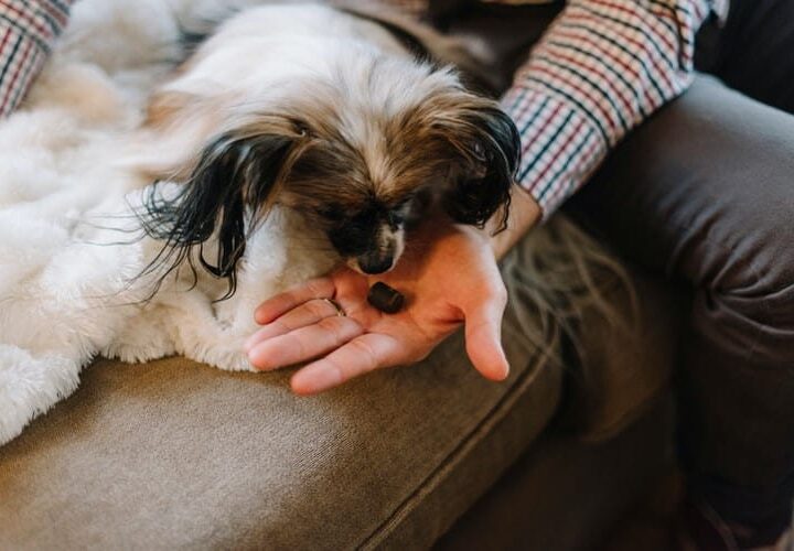 small white and brown dog getting cbd oil dog treats from owner's palm