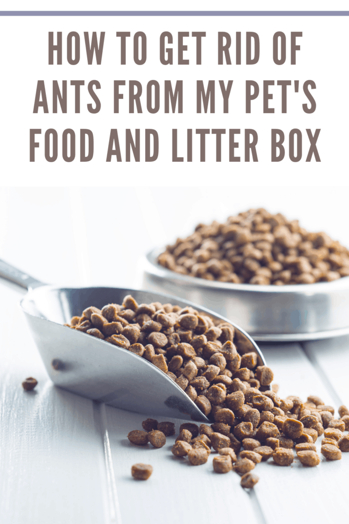 Dried food for dogs or cats in scoopbeing added to food bowl after learning how to get rid of ants from my pets food