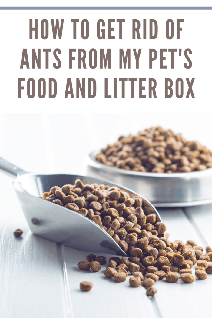 Pet food and litter box ant prevention tips 